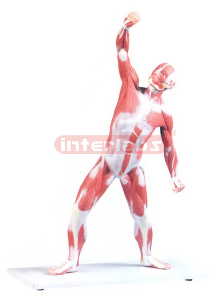 HUMAN MUSCULAR FIGURE